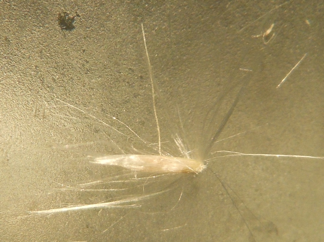 Calamagrostis epigejos (L.) Roth subsp. epigejos / Cannella delle paludi